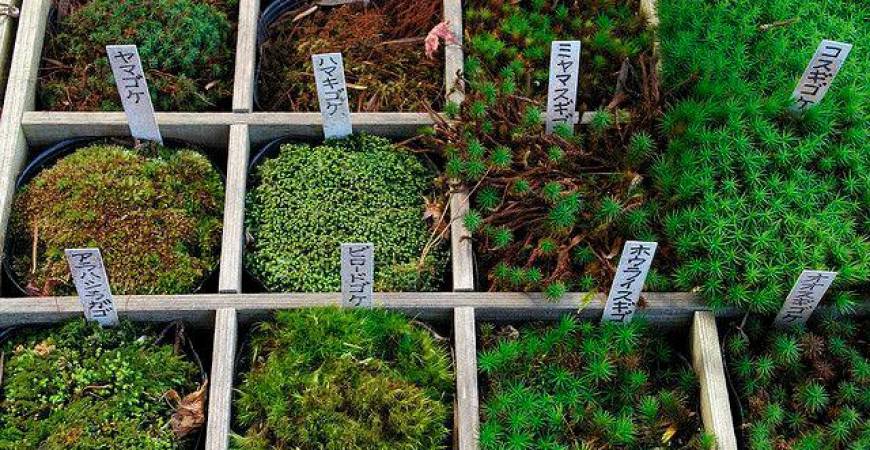 Mosses are 450 million years old and have endured and flourished through a series of extreme climate changes. – PINTEREST