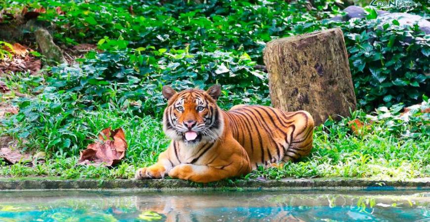 Zoo Negara is Malaysia’s largest zoo and is located in Ampang, Selangor. – ALL PIX BY ZOO NEGARA