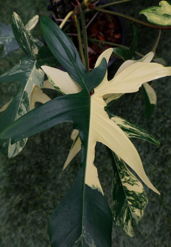 $!Philodendron Florida Beauty.
