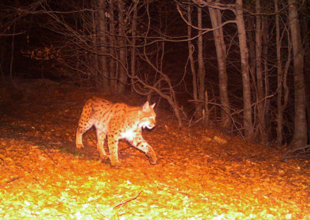 This handout photograph from a wildlife trail camera, taken by the non-governmental organization of Protection and Preservation of Natural Environment in Albania (PPNEA) on May 5, 2022, shows a Balkan lynx in Valamara mountain, southeastern Albania. AFPPIX
