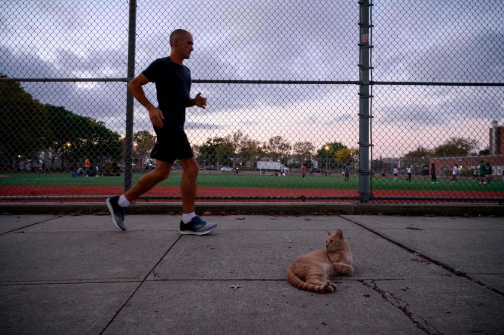 Andrea Marcato of Italy runs past a cat as he competes in the 'Self-Transcendence 3100 Mile Race', the world's longest certified foot race, in the Queens borough of New York on October 12, 2021. AFPpix