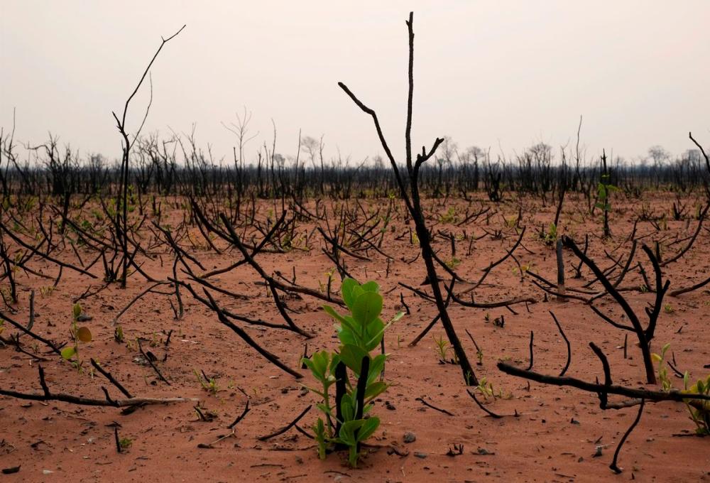 File photo: Plants are seen in a burned forest at the Nembi Guasu conservation area in the Charagua, Bolivia, September 24, 2019. REUTERSpix