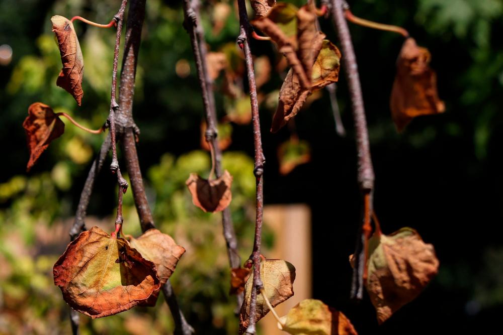 A photograph taken on August 12, 2022 shows dried leaves on a plant at Reuthe’s - The Lost Gardens of Sevenoaks, near Seal, in Kent, southeast of London. With the drought officially declared Friday, August 12 and water restrictions in place across swathes of England, horticulturists and others are urging a rethink of how the country’s famously manicured gardens are designed and managed. AFPPIX
