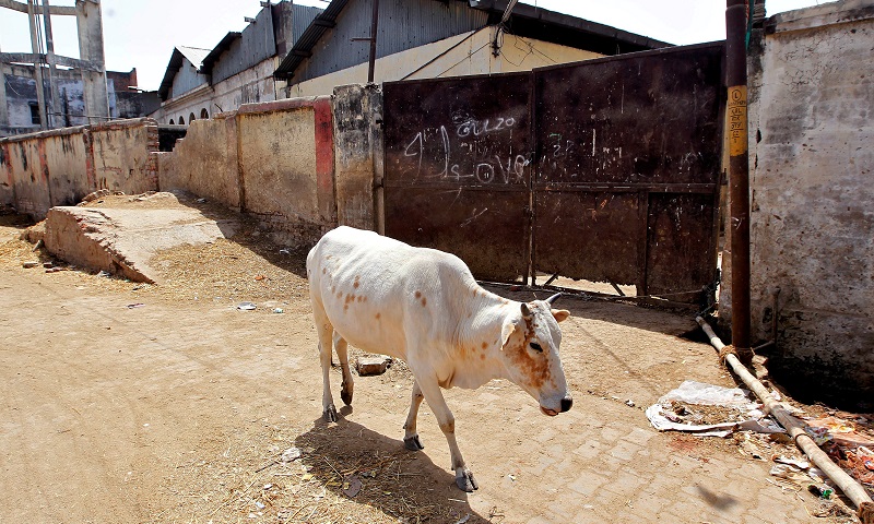 The state imposes a 10 year jail term for the slaughter of cows. — Reuters
