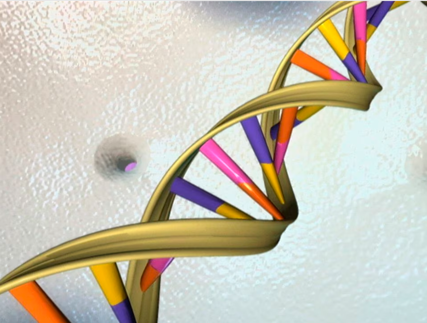 A DNA double helix is seen in an undated artist’s illustration released by the National Human Genome Research Institute to Reuters on May 15, 2012. REUTERSpix