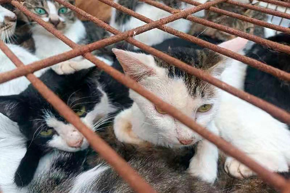 Humane Society International shows cats among 150 cats reacued by police from cat meat trade in Jinan, in China’s eastern Shandong province/AFPPix
