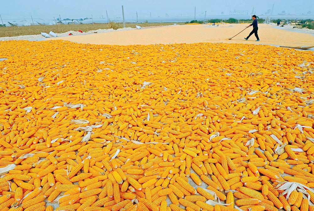 File photo: A farmer dries newly-harvested corn cobs near her field in Zhuliang village of Qingzhou, Shandong province September 27, 2013. REUTERSpix