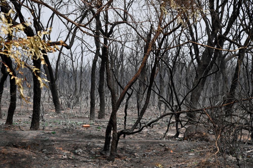 A picture shows a burnt forest following raging fires near Algeria's city of el-Kala on August 17, 2022. Algerian firefighters were today battling a string of blazes, fanned by drought and a blistering heatwave, that have killed at least 38 people and left destruction in their wake. AFPPIX