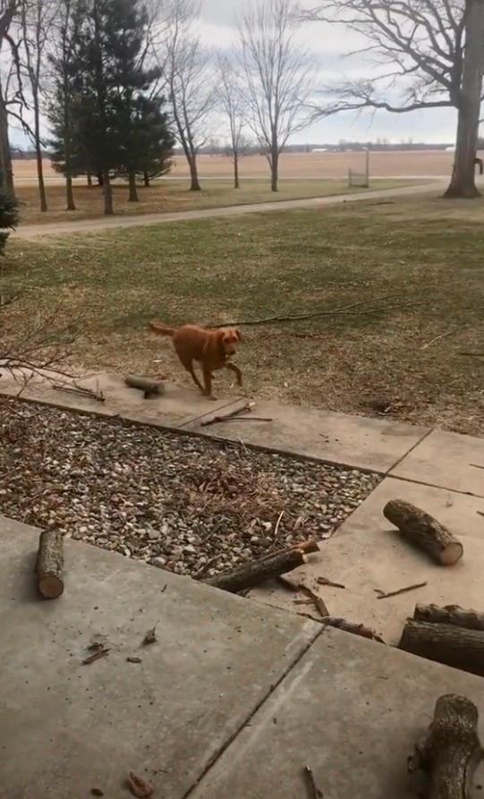 A screenshot from the video showing Wrigley returning with more sticks for her owner. – Tiktok/@wrigleyadventures