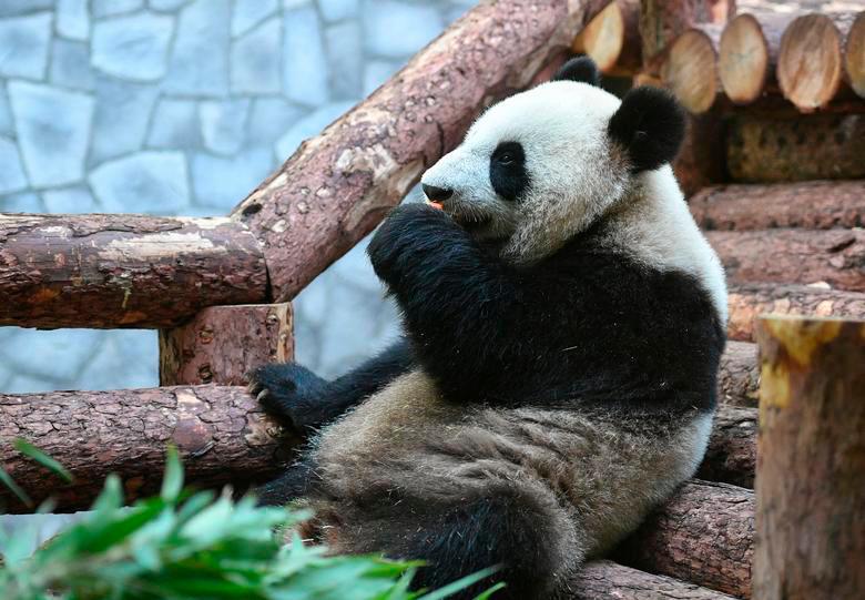 A giant panda sits in the enclosure before Russian President Vladimir Putin and Chinese President Xi Jinping visit the Moscow Zoo, which received a pair of giant pandas from China, in Moscow, Russia June 5, 2019. REUTERSPIX