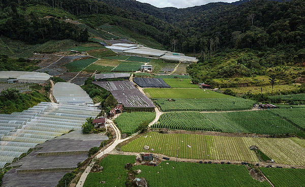 1,018 vegetable farmers in Cameron Highlands offered land for rent