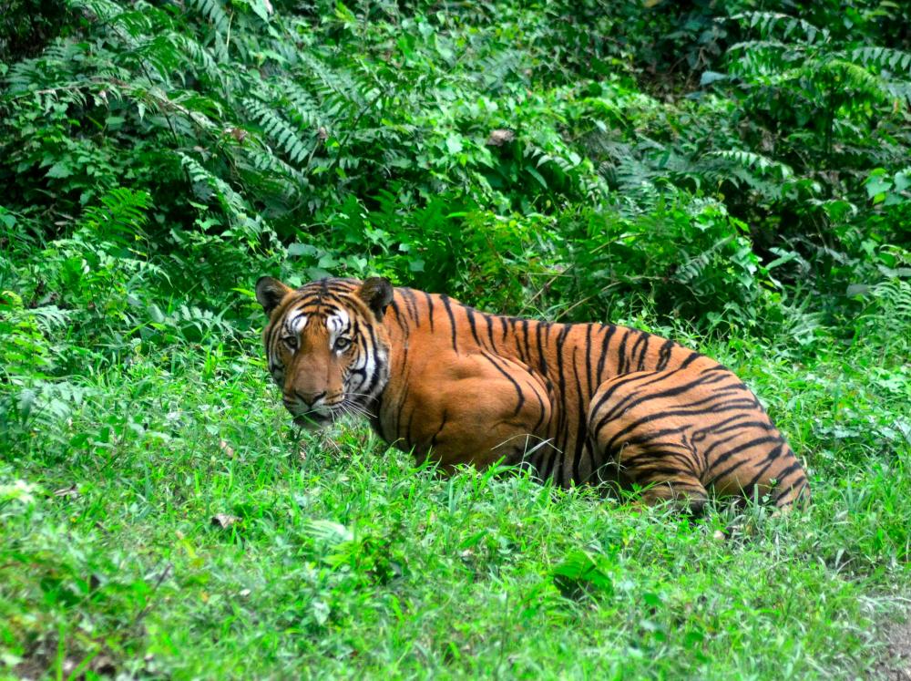 (FILES) This file photo taken on December 21, 2014 shows a Royal Bengal Tiger pausing as it walks through a jungle clearing in Kaziranga National Park, some 280kms east of Guwahati. AFPPIX