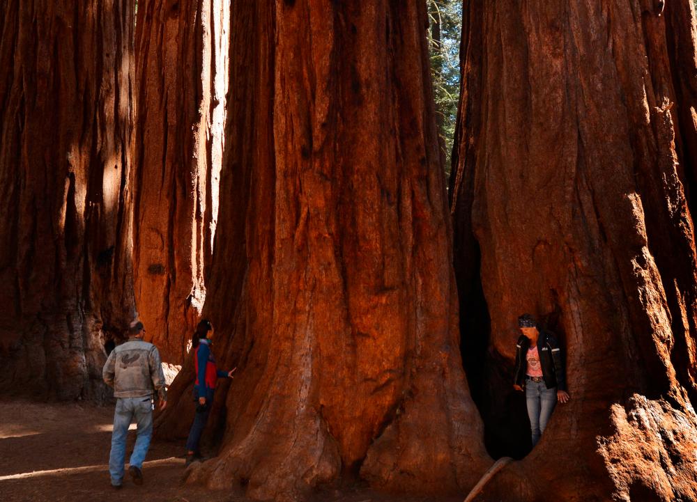 (FILES) In this file photo taken on September 23, 2014 people walk amongst giant Sequoia trees at the Sequoia National Park near Visalia, California. AFPpix