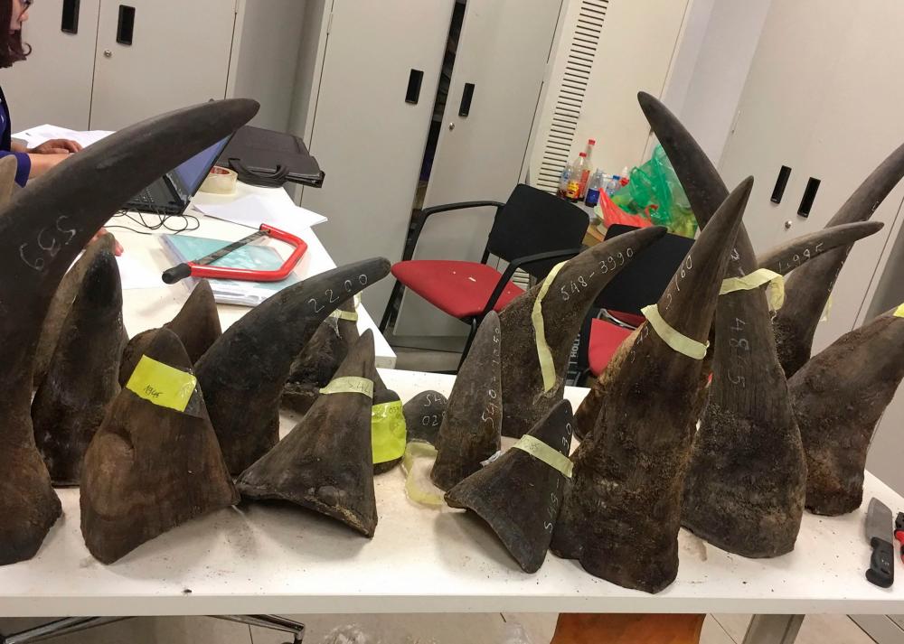 (FILES) In this file photo taken on March 14, 2017 seized smuggled rhino horns are displayed at a customs office in Hanoi. A rhino horn trader has been sentenced to 14 years in jail by a Vietnamese court, the longest ever prison term handed down for the crime, a local conservation group said December 8, 2021. AFPpix