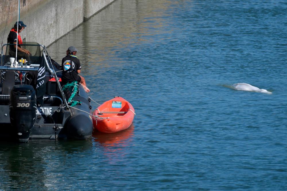 Members of the Sea Shepherd NGO looks at a beluga whale, which was spotted while swimming up France’s Seine river, near a river lock in Notre-Dame-de-la-Garenne, north-western France on August 8, 2022. AFPPIX