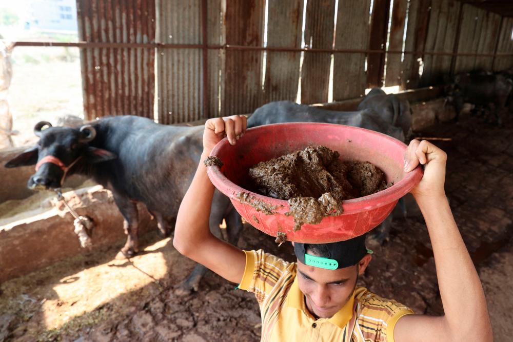 In this photograph taken on March 4, 2022, Vikas, son of farmer Suresh Sisodia, collects dung at his dairy farm in Mayakhedi village on the outskirts of Indore. AFPPIX