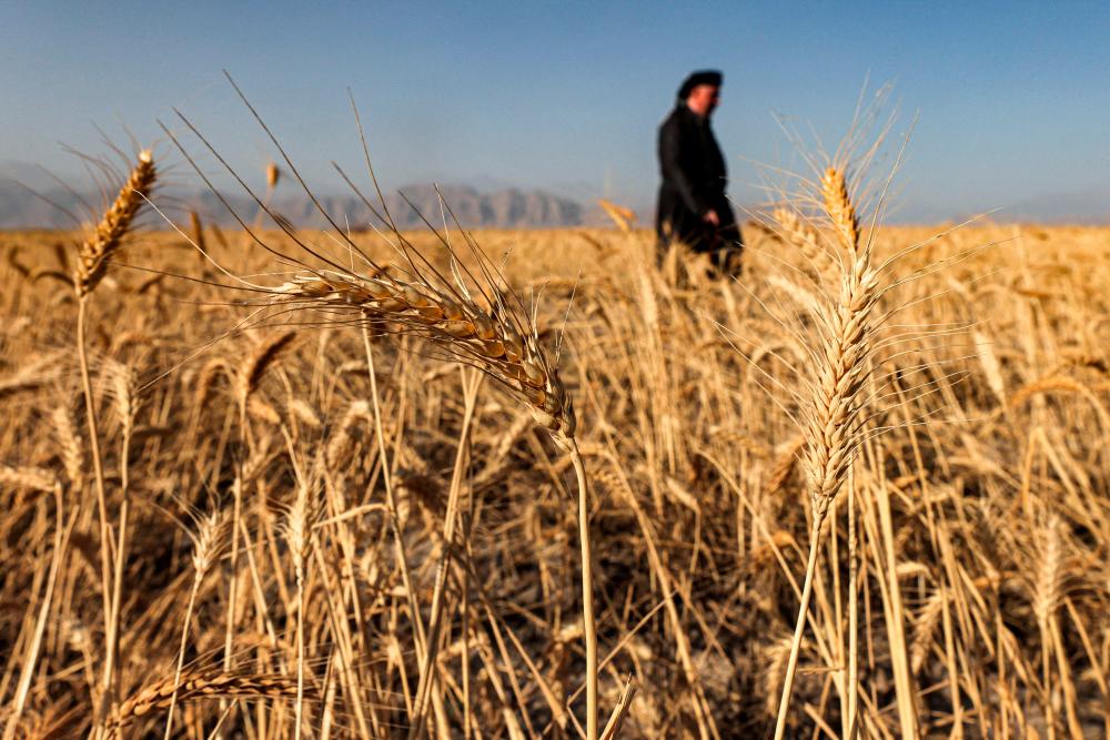 Bapir Kalkani, an Iraqi Kurdish agricultural trade unionist, inspects his wheat farm in the Rania district near the Dukan reservoir, northwest of Iraq’s northeastern city of Sulaimaniyah in the autonomous Kurdistan region on July 2, 2022, which has been experiencing bouts of drought due to a mix of factors including lower rainfall and diversion of inflowing rivers from Iran. AFPPIX
