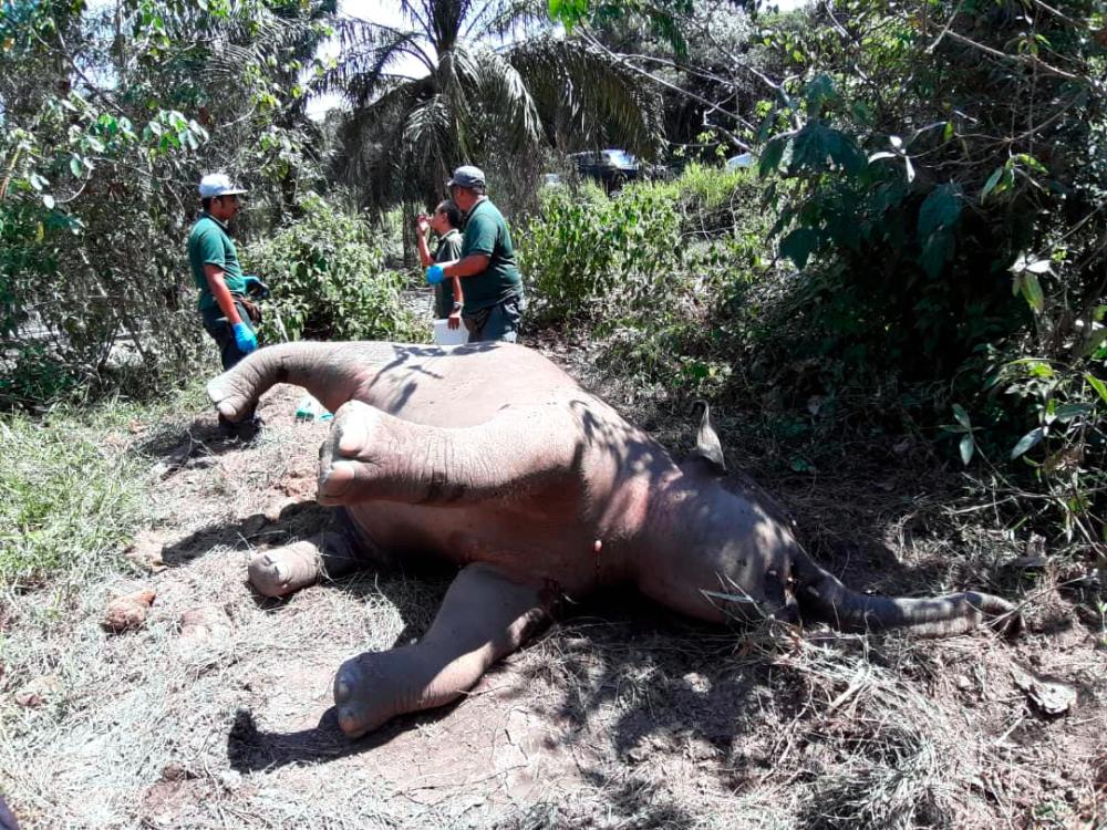 A member of the Johor Wildlife and National Parks Department examines the remains of a six-year-old female elephant found dead at Batu 13, Jalan Kota Tinggi-Mersing, here on Oct 6, 2019. - Bernama