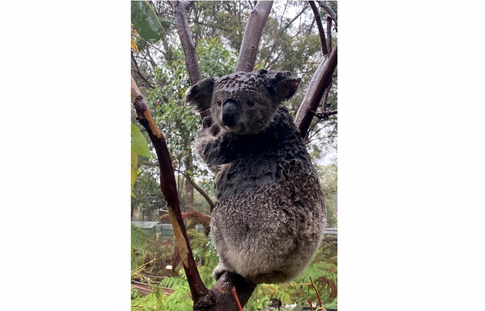 Wet koala