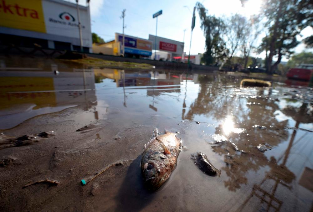 A fish is seen on the street after a flood in Tula de Allende, Hidalgo state, Hidalgo state, Mexico, on September 9, 2021. AFPpix