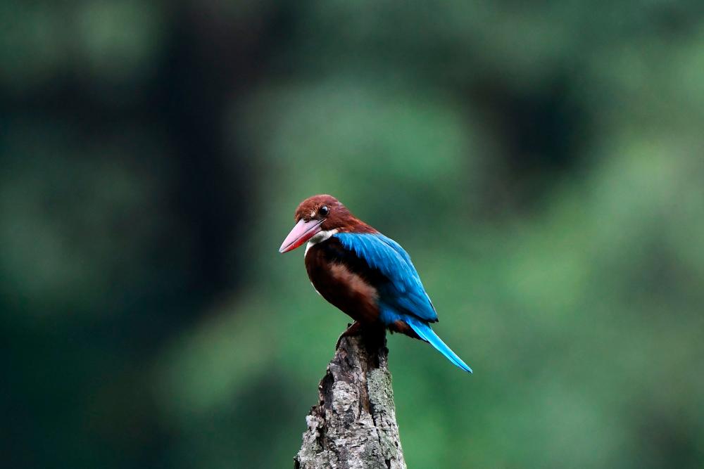 A white-throated kingfisher bird stands on a tree trunk in Pokhara on September 28, 2022. AFPPIX