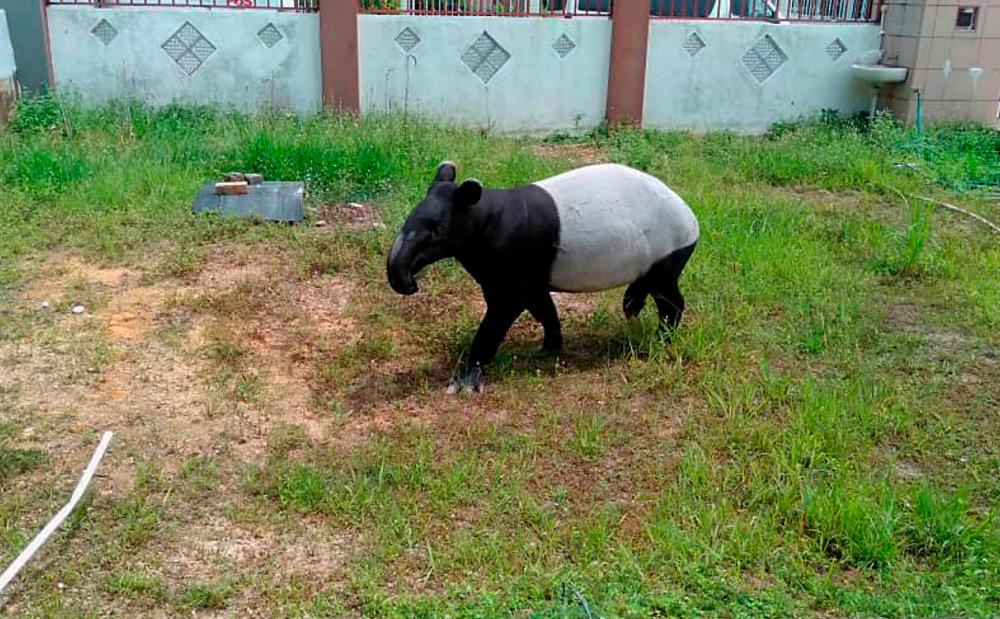 A tapir wanders into a house compound in Taman Lavender Height, Seremban on July 23, 2019. — Bernama