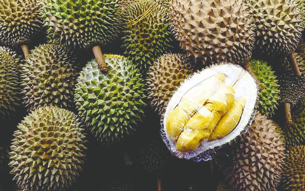 The huge demand from the Chinese market is the reason the Malaysian durian industry is unaffected by the Covid-19 pandemic. BERNAMApix
