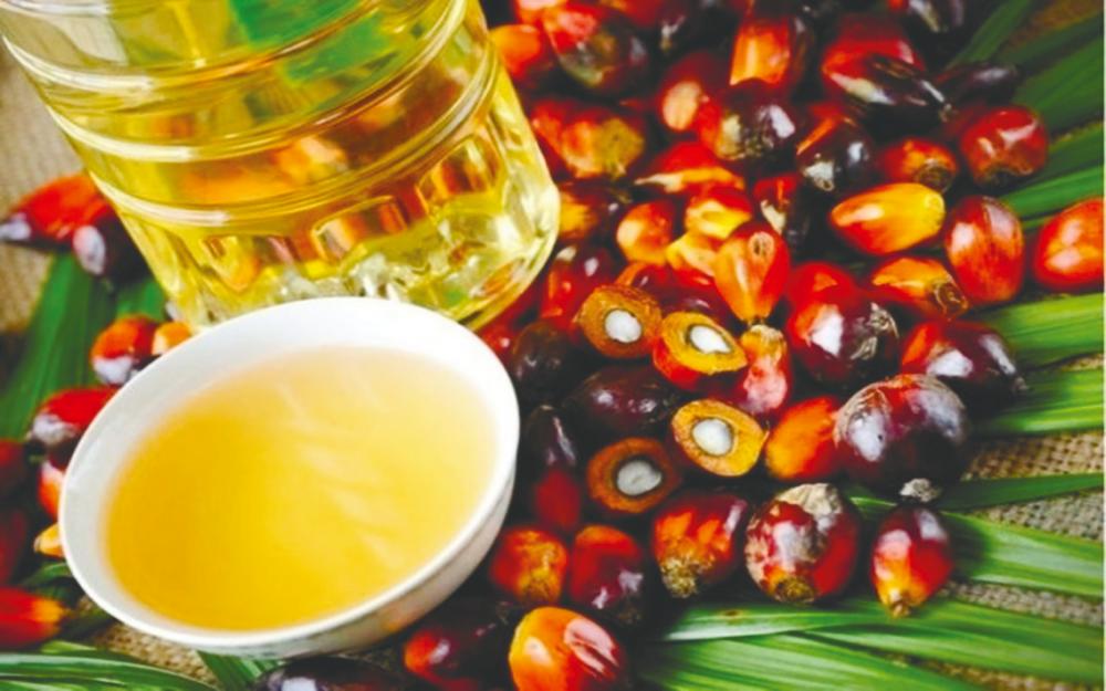 Palm oil production expected to return in earnest next year: OCBC