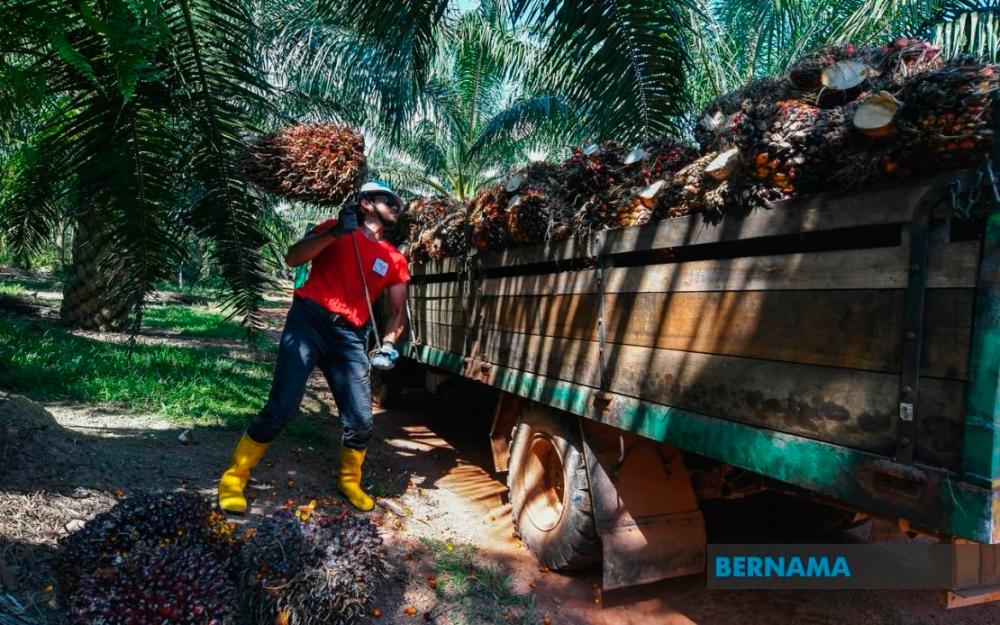 The MPOB says 2022 is expected to bring brighter prospects for the Malaysian palm oil industry.