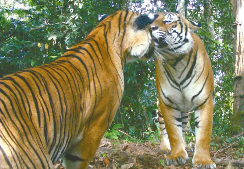 Active steps are needed to address threats to the Malayan tiger. – CHRISTOPHER WONG/WWF-MALAYSIA