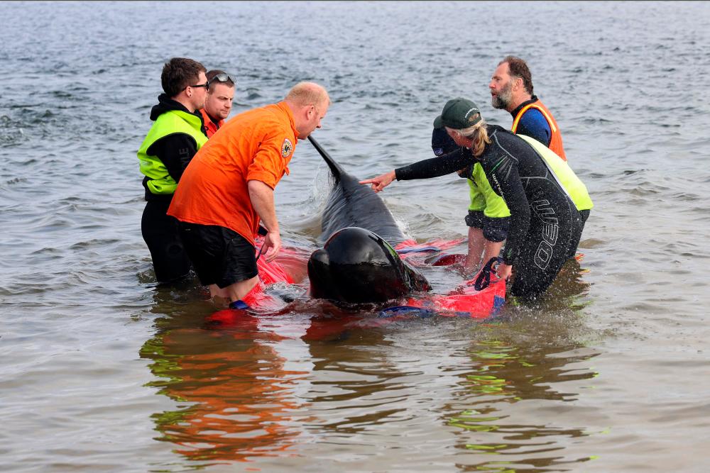 Rescuers release a stranded pilot whale back in the ocean at Macquarie Heads, on the west coast of Tasmania on September 22, 2022. About 200 pilot whales have perished after stranding themselves on an exposed, surf-swept beach on the rugged west coast of Tasmania. AFPPIX