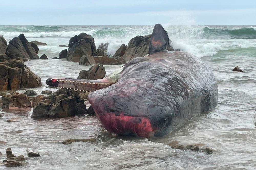 This handout photo taken on September 20, 2022 and received on September 21 from the Department of Natural Resources and Environment Tasmania shows the carcass of one of 14 sperm whales beached on King Island, off Tasmania’s north coast/AFPPix