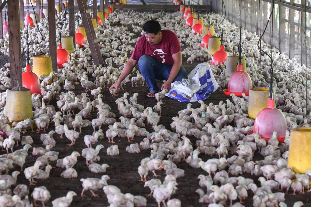 Pekerja ladang Mohamad Hamizan Zakari memeriksa sebahagian 20,000 ekor ayam yang diternak di sebuah ladang di Kampung Pelam, Telemong hari ini.Eksport ayam sebanyak 3.6 juta ekor sebulan dihentikan bermula 1 Jun ini sehingga harga dan pengeluaran ayam kembali stabil.Ketetapan itu diputuskan pada mesyuarat Kabinet semalam sebagai langkah jangka pendek kerajaan terhadap isu bekalan serta harga ayam. - fotoBERNAMA