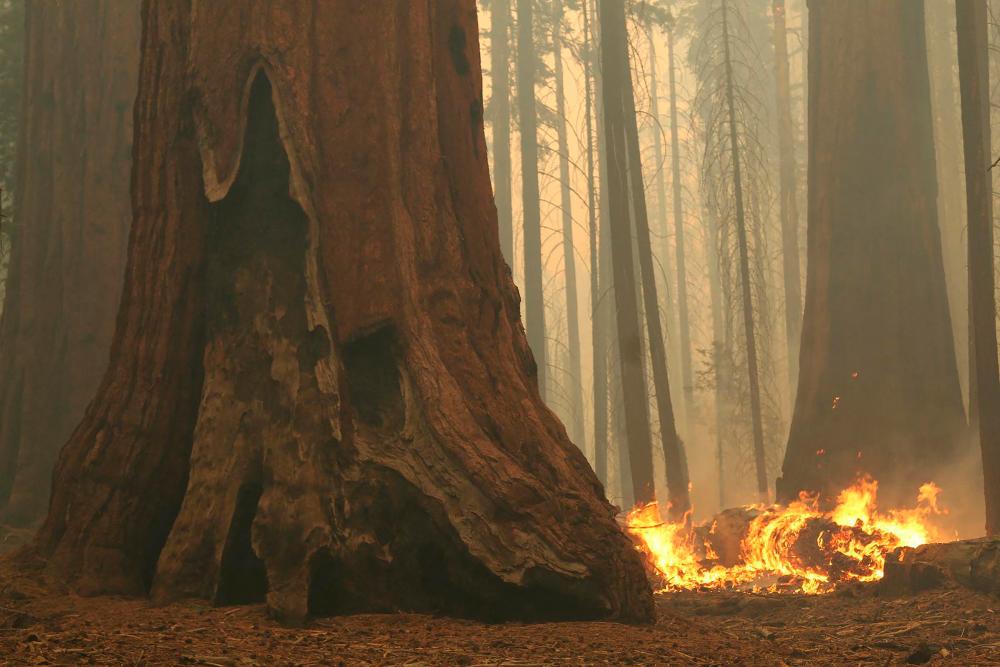 In this handout image courtesy of the Bureau of Indian Affairs (BIA) released on September 19, 2021, logs burn between Giant Sequoias as the Windy fire burns along the Trail of 100 Giants in the Sequoia National Forest, near Ponderosa, California. AFPix