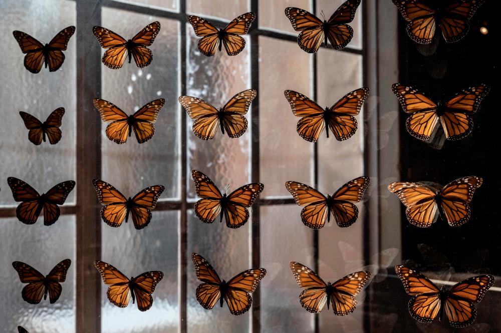 A collection of preserved Monarch butterflies is seen at the Pacific Grove Museum of Natural History in Santa Cruz, California on January 26, 2023. AFPPIX