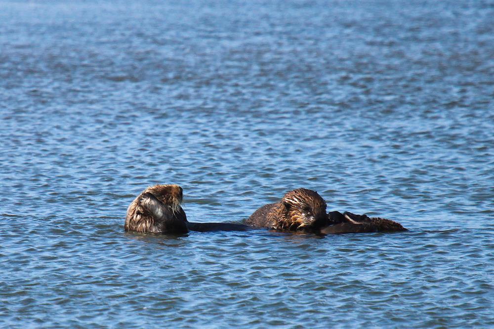 As the dominant predator of marine nearshore environments, sea otters play a hugely important role in their ecosystem and were thought to have been completely exterminated off California, but a small surviving population of around 50 helped them partially recover to around 3,000 in this region today. AFPPIX