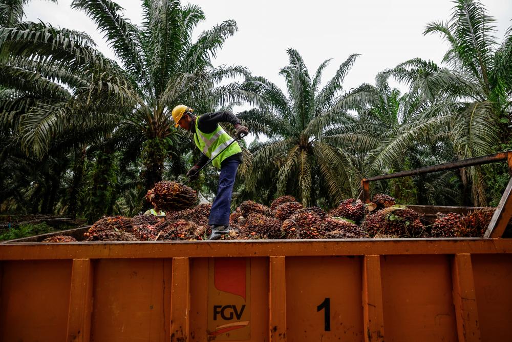 Malaysian palm oil industry players comply with international standards to meet global demands and concerns over sustainably produced palm oil. – Bernamapic