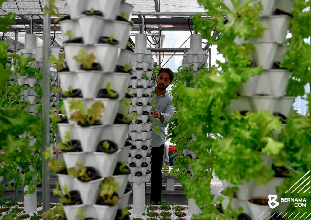 Urban farming the way forward for food security