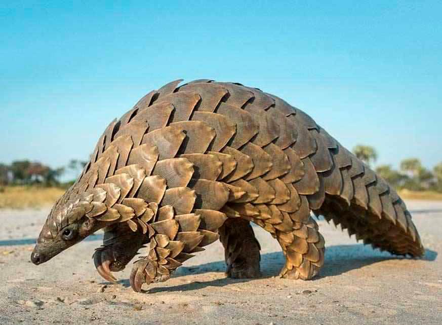 Pangolins are the world’s most trafficked mammals, according to WWF Malaysia.